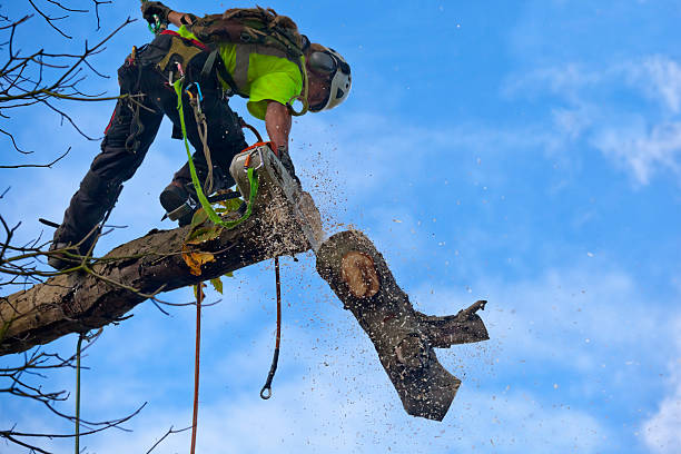 How Our Tree Care Process Works  in  Muskegon, MI