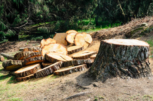 Reliable Muskegon, MI Tree Services Solutions